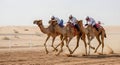 Camel Race with Modern Robot Jockeys in the Desert Royalty Free Stock Photo