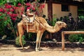 Camel ready for a ride, tourist attraction - Fuerteventura, Spain