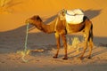 Camel ready to ride in desert Royalty Free Stock Photo