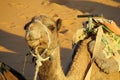 Camel ready to ride in desert Royalty Free Stock Photo