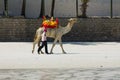 Camel with saddle on the beach