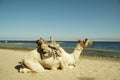 Camel on the Red sea coastlines Royalty Free Stock Photo