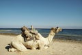 Camel on the Red sea coastlines Royalty Free Stock Photo