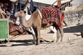 Camel with Red Throw waiting for tourists to ride.