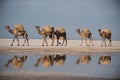 Camel reflection on the lake karum Royalty Free Stock Photo