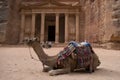 Camel rest in front of Al Khazneh Treasury ruins, Petra, Jordan