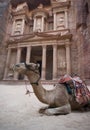 Camel rest in front of Al Khazneh Treasury ruins, Petra, Jordan