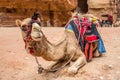 Camel resting in the ancient city of Petra (Jordan)