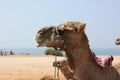 Camel resting at the beach. Royalty Free Stock Photo