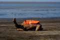 Camel resting on beach with nature background Royalty Free Stock Photo