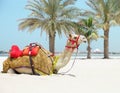 Camel resting on the beach Royalty Free Stock Photo