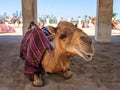 Camel Resting in Doha, Qatar