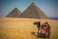 Camel Resting in the Desert in front of the Great Pyramids of Egypt Royalty Free Stock Photo
