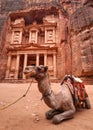 Camel resting in front of main temple Al-Khazneh - Treasury at Petra, Jordan. Animals are used to ride tourists Royalty Free Stock Photo