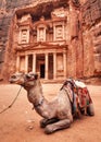 Camel resting in front of main temple Al-Khazneh - Treasury at Petra, Jordan. Animals are used to ride tourists Royalty Free Stock Photo