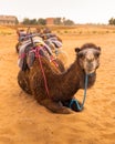 Camel resting in Sahara Desert Merzouga Royalty Free Stock Photo