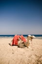 Camel resting on the sand