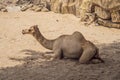 Camel resting on sand dunes on a hot day Royalty Free Stock Photo