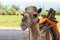 Camel resting on sand. Royalty Free Stock Photo