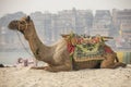 Camel resting on sand Royalty Free Stock Photo