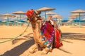 Camel resting in shadow on the beach Royalty Free Stock Photo