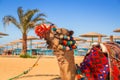 Camel resting in shadow on the beach Royalty Free Stock Photo