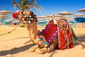 Camel resting in shadow