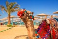 Camel resting in shadow on the beach of Hurghada Royalty Free Stock Photo