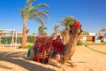 Camel resting in shadow on the beach Royalty Free Stock Photo