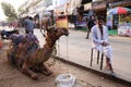 Camel resting at Street of Pushkar, India