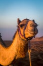 Camel in the desert at Al Wasil, Oman.