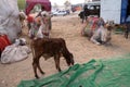 Camel resting while waiting tourist in the Great Indian Thar Desert near Pushkar