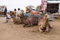 Camel resting while waiting tourist in the Great Indian Thar Desert near Pushkar,