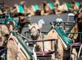 Camel rests in desert