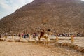 Camel near the ancient pyramid in Cairo, Egypt