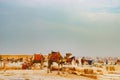 Camel near the ancient pyramid in Cairo, Egypt