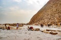 Camel near the ancient pyramid in Cairo, Egypt