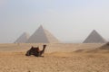 Camel Reclines in Front of the Pyramids in Cairo, Egypt