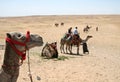 Camel Ride Royalty Free Stock Photo