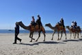 Camel ride on the beach of Geelong Victoria Australia Royalty Free Stock Photo