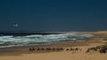 Camel ride on the beach, ocean Royalty Free Stock Photo