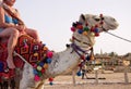 Camel Ride Royalty Free Stock Photo