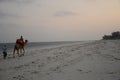 Camel ride on the beach Royalty Free Stock Photo