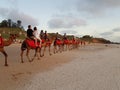 Camel ride on Cable Beach Broome Western Australia