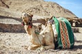 Camel ride at desert safari in Egypt. Camels Resting in The Thar Desert Royalty Free Stock Photo