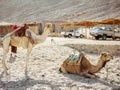 Camel ride at desert safari in Egypt. Camels Resting in The Thar Desert Royalty Free Stock Photo