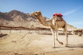 Camel ride at desert safari in Egypt. Camels Resting in The Thar Desert Royalty Free Stock Photo