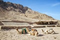 Camel ride at desert safari in Egypt. Camels Resting in The Thar Desert Royalty Free Stock Photo