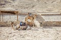 Camel ride at desert safari in Egypt. Camels Resting in The Thar Desert Royalty Free Stock Photo