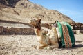 Camel ride at desert safari in Egypt. Camels Resting in The Thar Desert Royalty Free Stock Photo